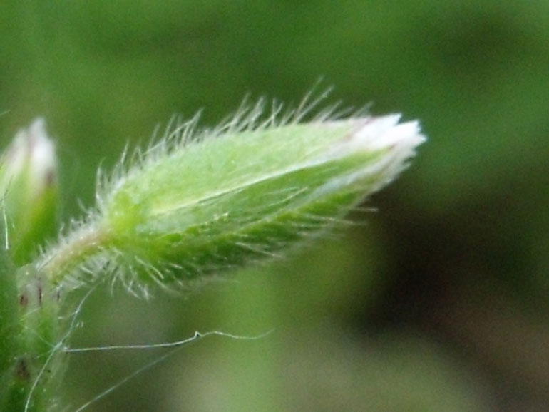 Cerastium holosteoides /  Peverina dei prati