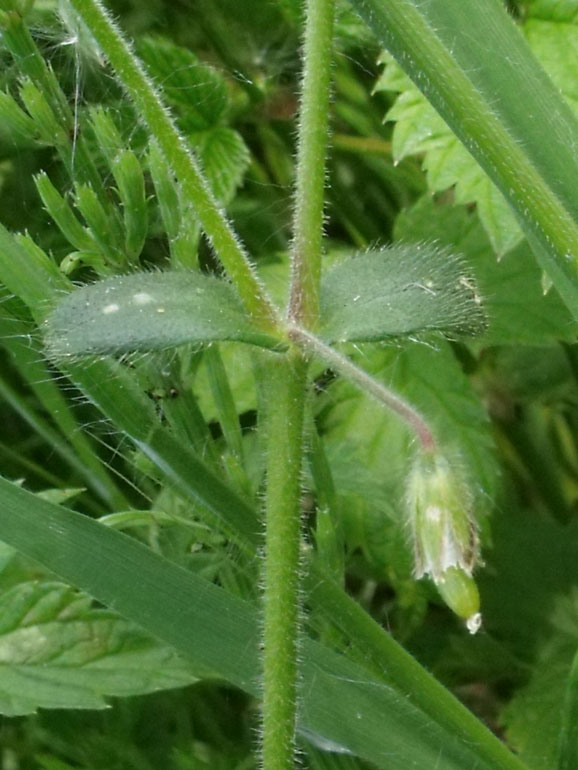 Cerastium holosteoides /  Peverina dei prati