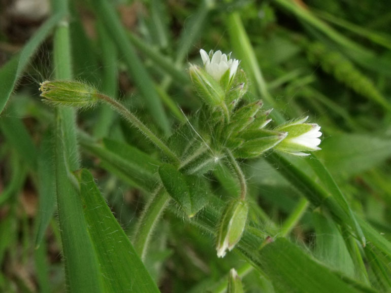 Cerastium holosteoides /  Peverina dei prati