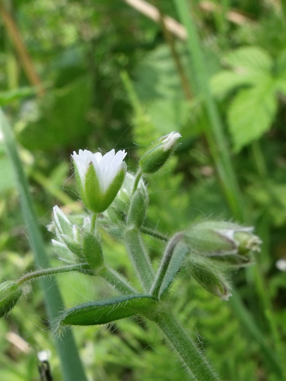 Cerastium holosteoides /  Peverina dei prati