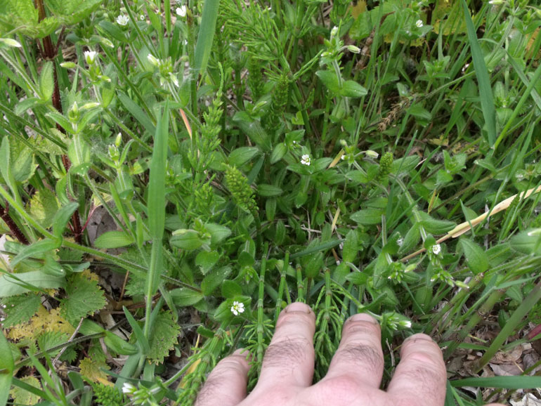 Cerastium holosteoides /  Peverina dei prati