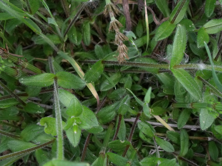Cerastium holosteoides /  Peverina dei prati