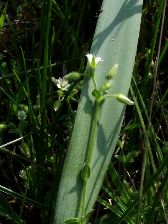 Cerastium siculum / Peverina siciliana