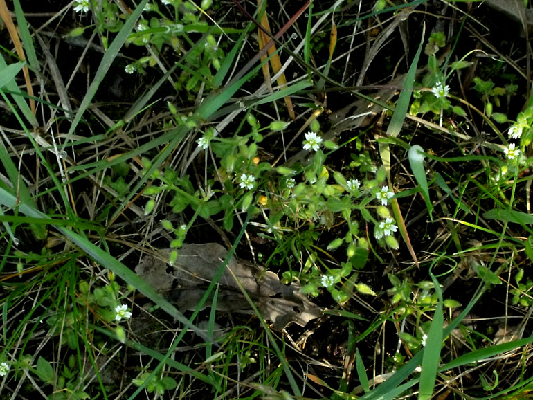 Cerastium siculum / Peverina siciliana