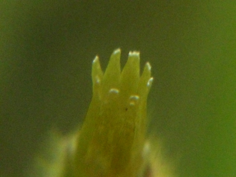 Cerastium siculum / Peverina siciliana
