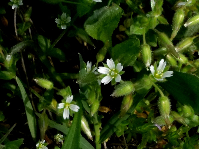 Cerastium siculum / Peverina siciliana