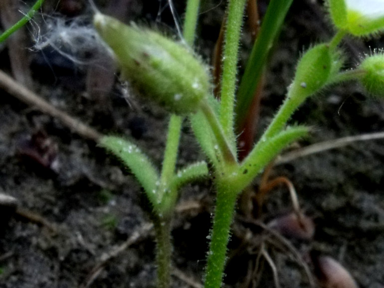 Cerastium siculum / Peverina siciliana