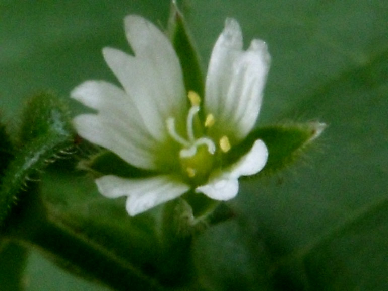Cerastium siculum / Peverina siciliana
