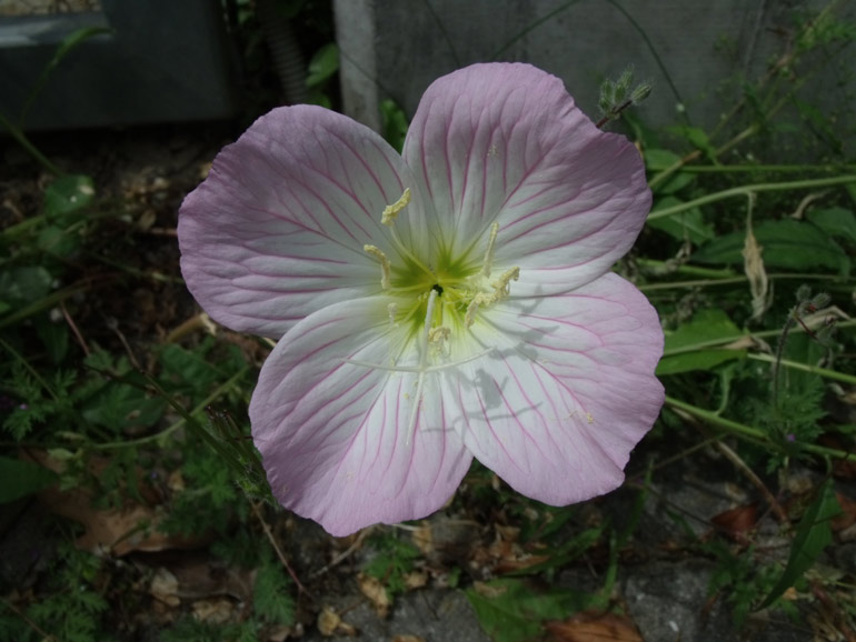 Oenothera speciosa / Enagra bella