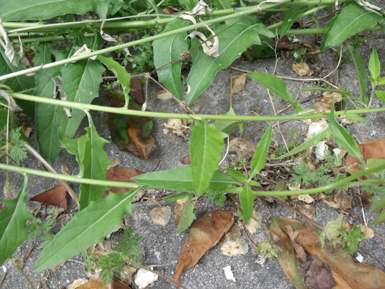 Oenothera speciosa / Enagra bella