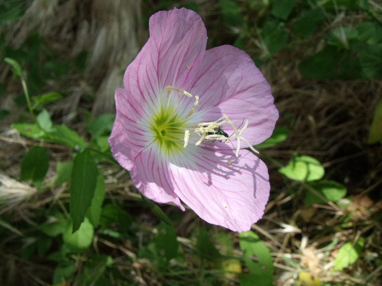 Oenothera speciosa / Enagra bella