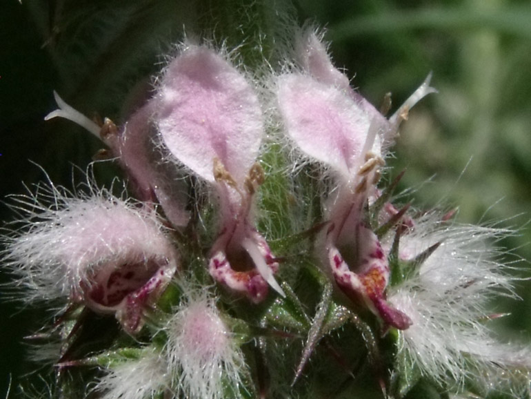 Leonurus cardiaca  / Cardiaca comune