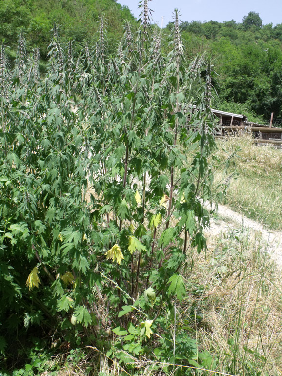 Leonurus cardiaca  / Cardiaca comune