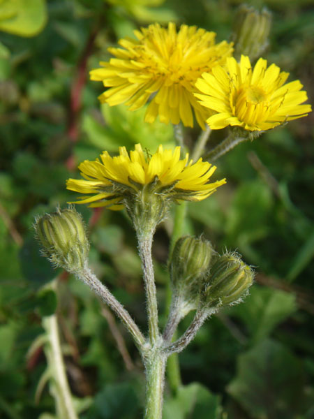 Crepis sancta