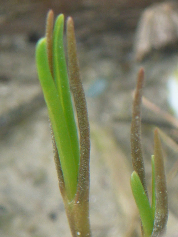 Salsola kali e Salsola soda a confronto