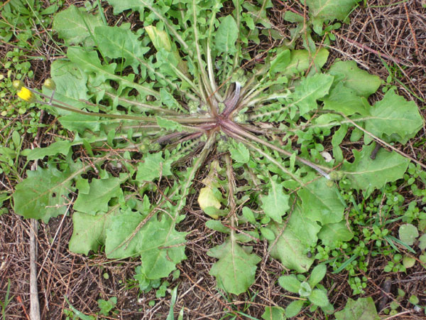 Crepis sancta