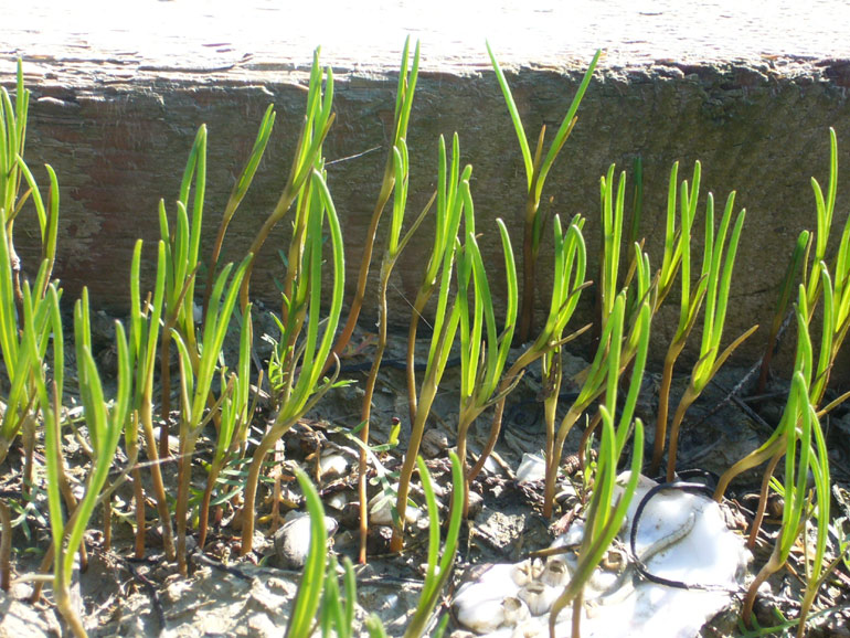 Salsola kali e Salsola soda a confronto