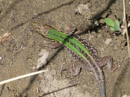 Escursione NM nella divina foresta spessa e viva