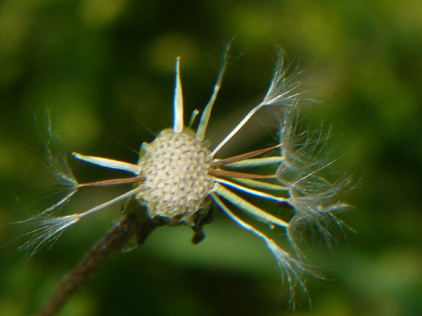 Crepis sancta
