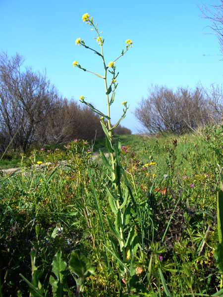 Myagrum perfoliatum /  Miagro liscio