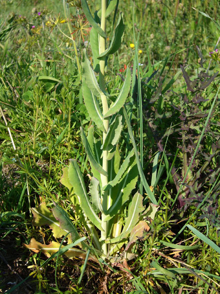 Myagrum perfoliatum /  Miagro liscio