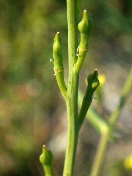 Myagrum perfoliatum /  Miagro liscio