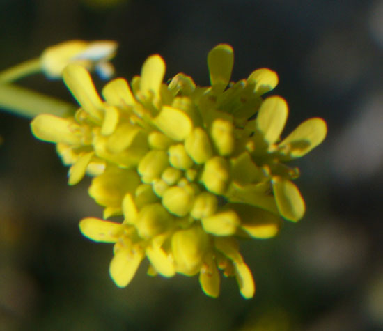 Myagrum perfoliatum /  Miagro liscio
