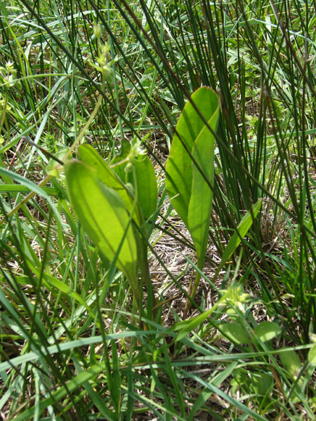Plantago cornutii / Piantaggine di Cornut