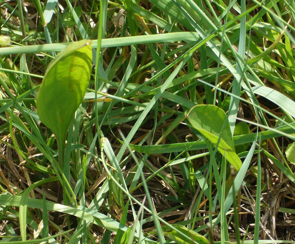 Plantago cornutii / Piantaggine di Cornut
