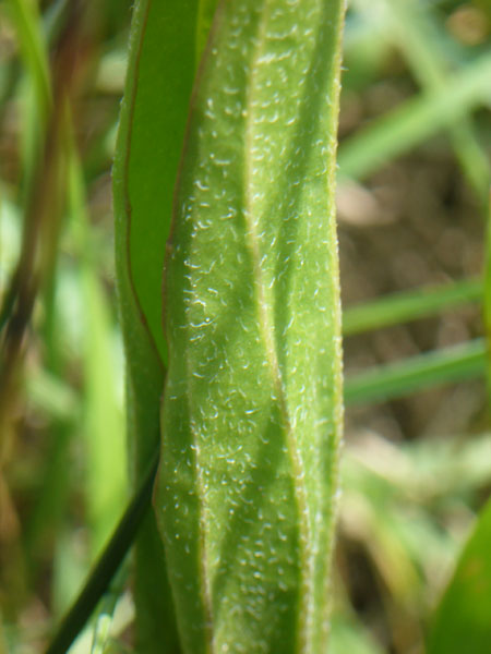 Plantago cornutii / Piantaggine di Cornut