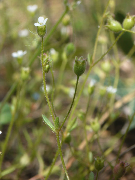 Saxifraga tridactylites / Sassifraga annuale