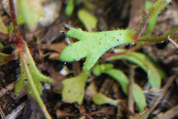 Saxifraga tridactylites / Sassifraga annuale