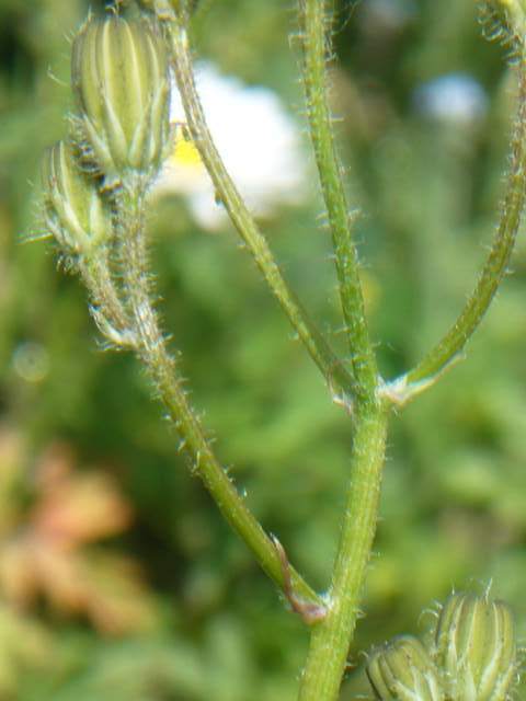 Crepis sancta