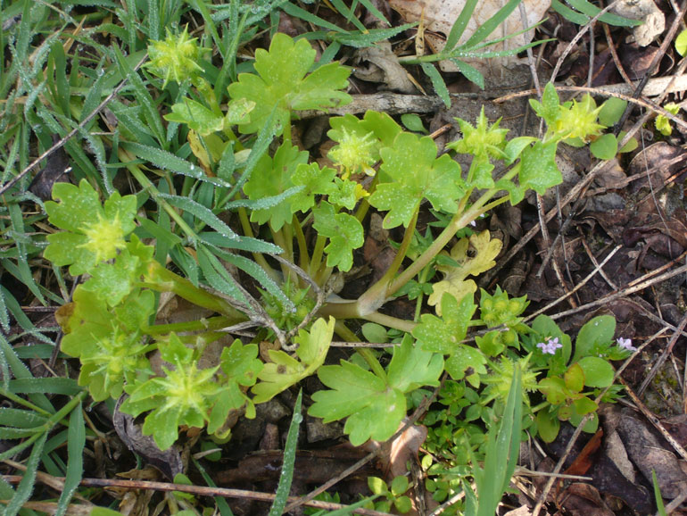 Ranunculus muricatus / Ranuncolo spinoso