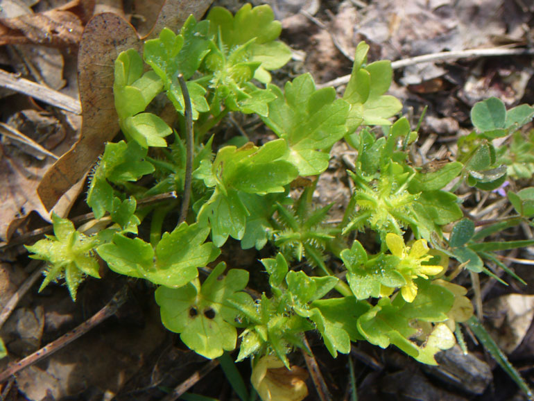 Ranunculus muricatus / Ranuncolo spinoso