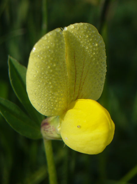 Tetragonolobus maritimus / Ginestrino marittimo