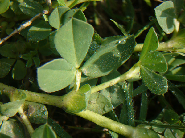 Tetragonolobus maritimus / Ginestrino marittimo