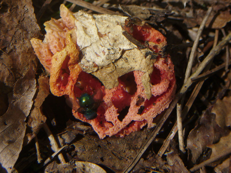 Clathrus ruber? (Bracciano - RM) 24.10.06