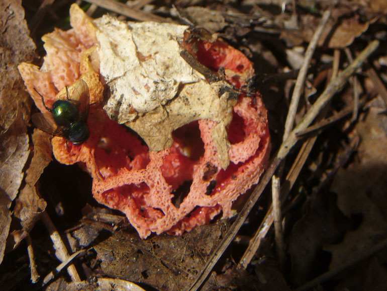 Clathrus ruber? (Bracciano - RM) 24.10.06
