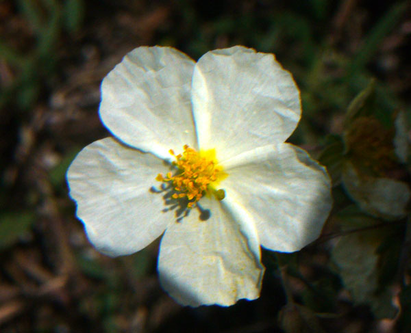 Helianthemum apenninum / Eliantemo degli Appennini