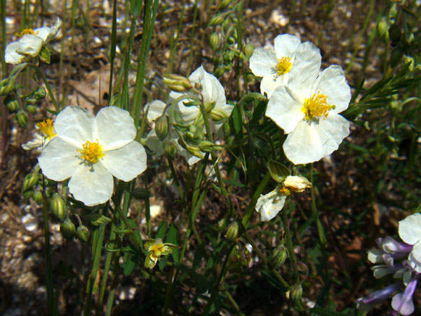 Helianthemum apenninum / Eliantemo degli Appennini
