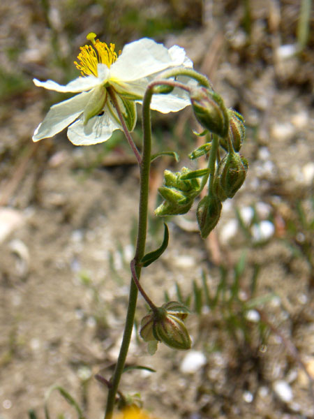 Helianthemum apenninum / Eliantemo degli Appennini