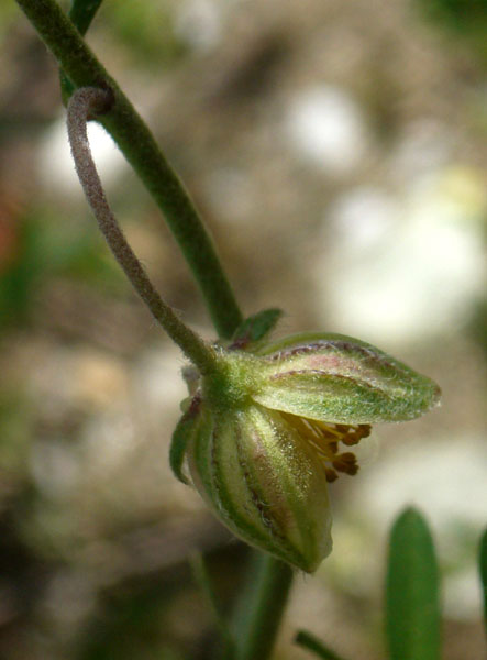 Helianthemum apenninum / Eliantemo degli Appennini