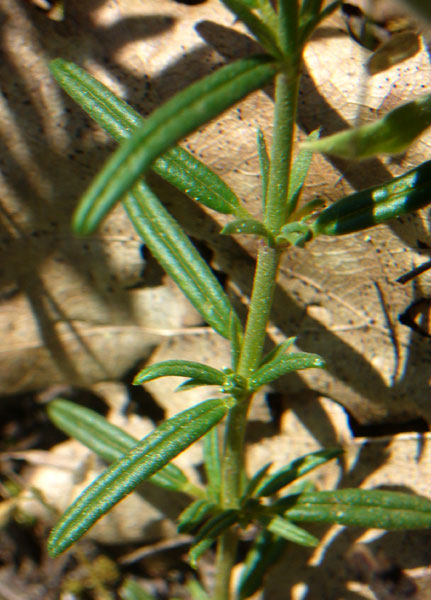 Helianthemum apenninum / Eliantemo degli Appennini