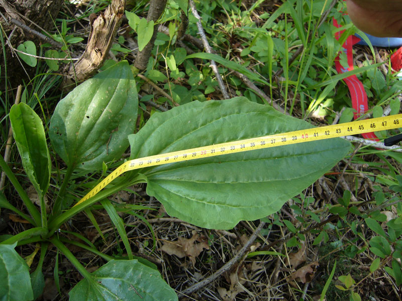 Distinzione tra Plantago cornuti e Plantago major