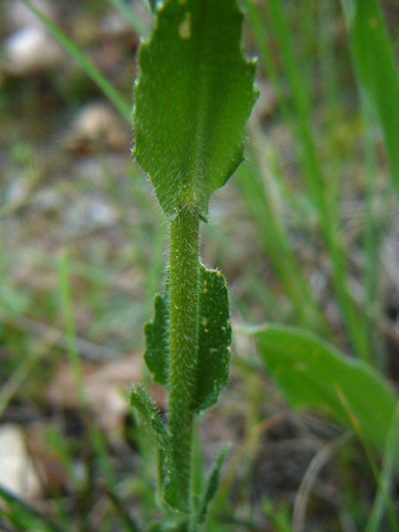 2 Arabis di pianura - A. sagittata e A. hirsuta