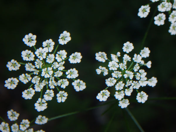 Anthriscus sylvestris ?