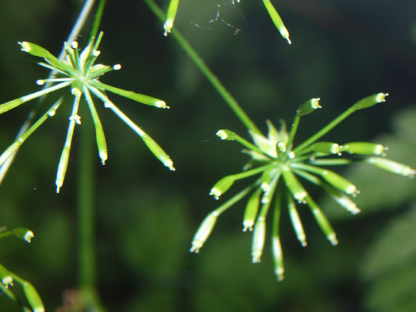 Anthriscus sylvestris ?