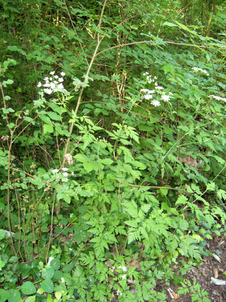 Anthriscus sylvestris ?