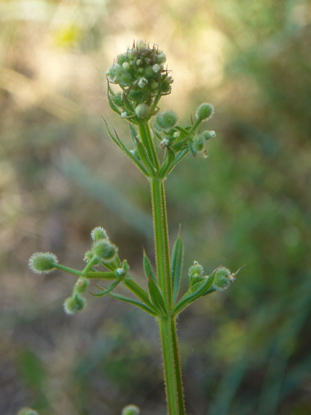 Galium aparine